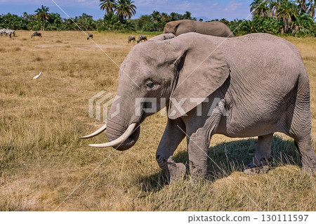 非洲象穿過草原的特寫鏡頭 130111597