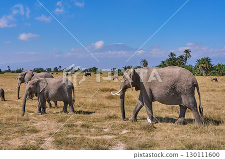 一群非洲像在草原上行走，背景是乞力馬扎羅山 130111600