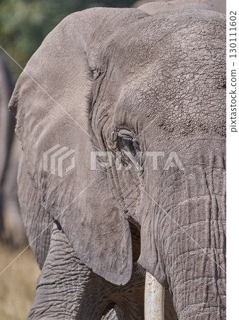 非洲象臉部特寫，有皺紋細節 130111602