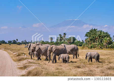 一群非洲像在乞力馬扎羅山的映襯下穿過大草原 130111603