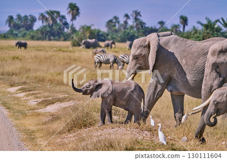A savanna scene with a baby elephant, mother elephant and zebras watching over them 130111604