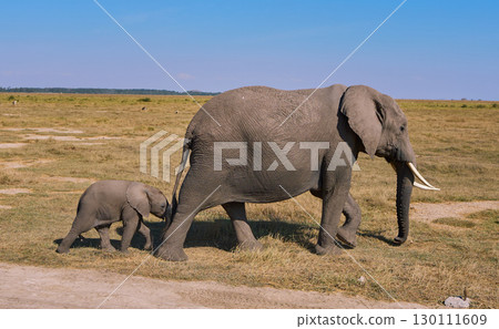 African elephants walking together African elephants walking together 130111609