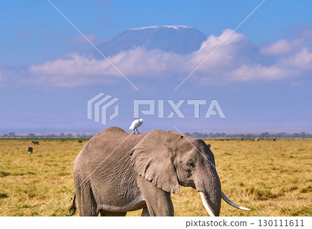 African elephant carrying a heron on its back and Mount Kilimanjaro 130111611