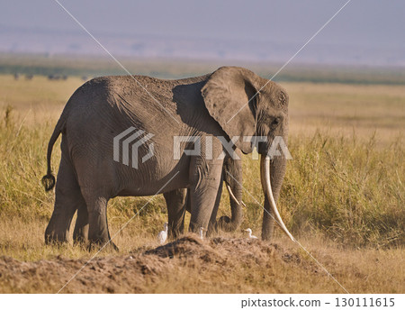 長著長牙的非洲象站在大草原上 長著長牙的非洲象站在大草原上 130111615