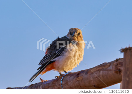 一隻小鳥棲息在樹枝上的肖像 一隻小鳥棲息在樹枝上的肖像 130111620