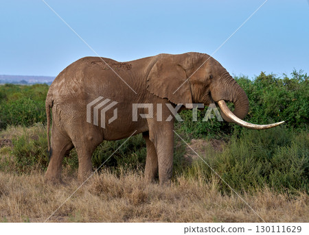 非洲象吃草的野生場景 非洲象吃草的野生場景 130111629