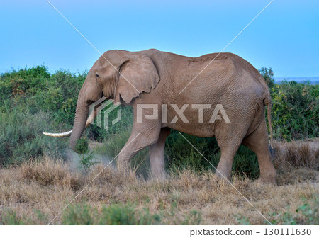 非洲像在大草原上行走的側視圖 非洲像在大草原上行走的側視圖 130111630