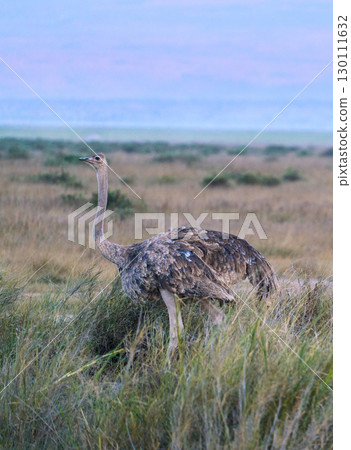 一隻雌鴕鳥站在草原上 130111632