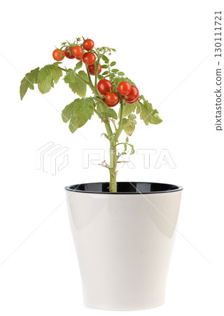 Red ripe cherry tomatoes in a flower pot on a white background. 130111721