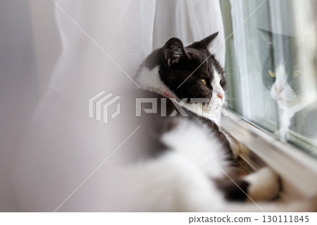 Window-side cat 130111845