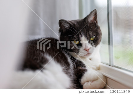 Window-side cat 130111849