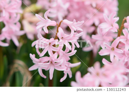 Pink hyacinths blooming in the spring garden 130112243