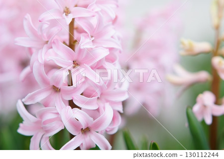 Pink hyacinths blooming in the spring garden 130112244