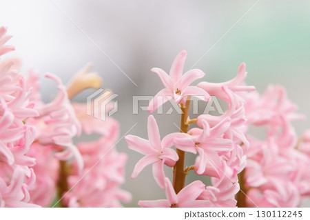 Pink hyacinths blooming in the spring garden 130112245