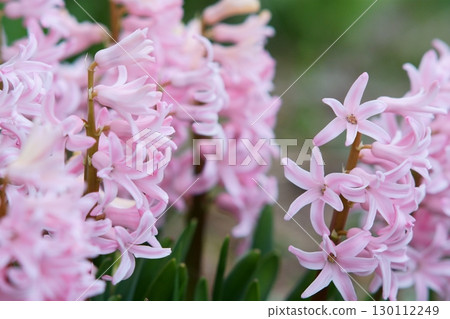 Pink hyacinths blooming in the spring garden 130112249