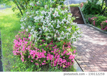 可愛的豬苓花 130112259