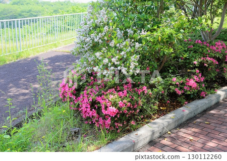 可愛的豬苓花 130112260