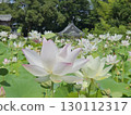 White Lotus Flower 130112317