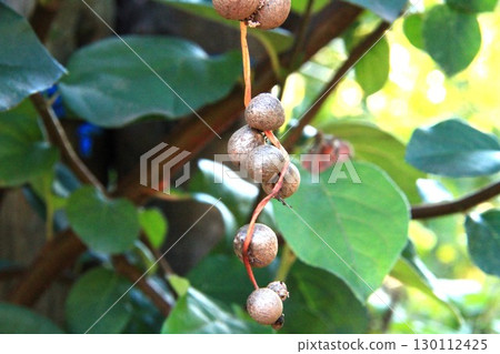 繁殖 繁殖 130112425