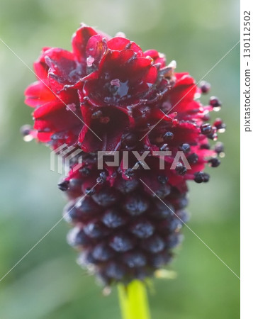 晨露涵蓋的伯內茨伯格（20250819060259） 130112502