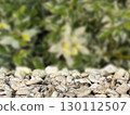 A mixed background featuring a layer of small, smooth stones in the foreground with a blurred green foliage backdrop.  130112507