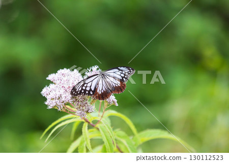 Asagi madara吮吸花蜂蜜 130112523