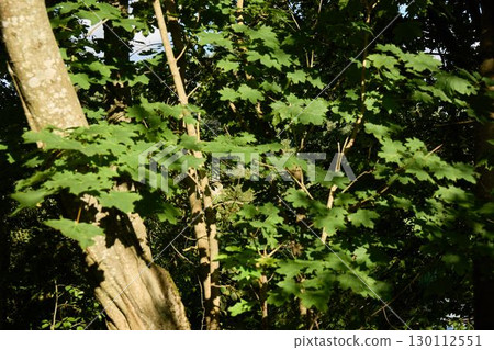 Vibrant Lush Green Leaves Resting on a Sunlit Tree in the Scenic Outdoor Landscape 130112551