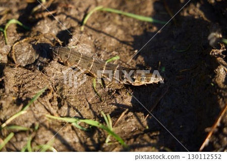 This image features a detailed closeup view of a larvae crawling on damp, earthy soil This image features a detailed closeup view of a larvae crawling on damp, earthy soil 130112552