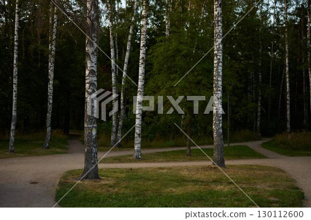 Serene Pathways Winding Their Way Through Birch Trees in a Tranquil Peaceful Forest Environment 130112600