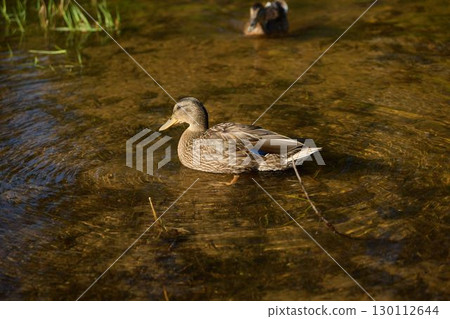 A Serene Duck Gracefully Swimming Through the Clear Water of a Peaceful Pond Scene 130112644