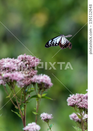 Flying Chestnut Butterfly Flying Chestnut Butterfly 130112648