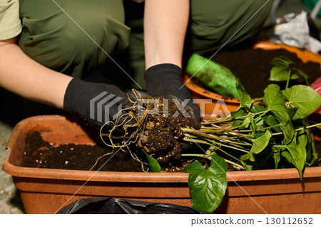Taking Care When Planting and Nurturing Indoor Potted Plants Using the Right Techniques Taking Care When Planting and Nurturing Indoor Potted Plants Using the Right Techniques 130112652