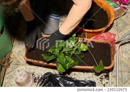 Indoor Gardening Guide on Effective Planting and Repotting Techniques for Houseplants Indoor Gardening Guide on Effective Planting and Repotting Techniques for Houseplants 130112673