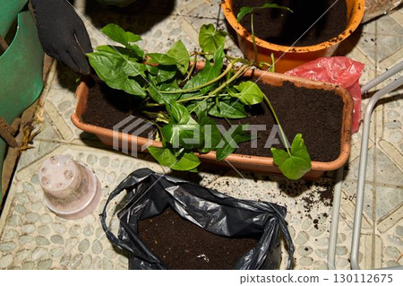 Indoor Planting and Gardening Setup to Enhance Your Home and Create a Thriving Green Space 130112675