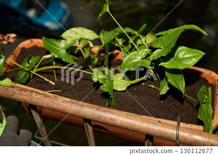 Aesthetic Green Indoor Planting in a Charming Terracotta Pot for Home Decoration and Balance Aesthetic Green Indoor Planting in a Charming Terracotta Pot for Home Decoration and Balance 130112677