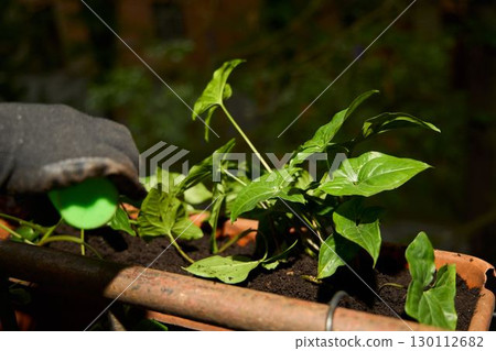 Gardening Planting Fresh Herbs in a Pot for a Lively and Green Outdoor Space This Season 130112682