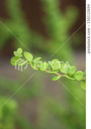 CloseUp Image Featuring a Lush Green Plant Stem Along with Its Beautiful Leaves Displayed 130112694