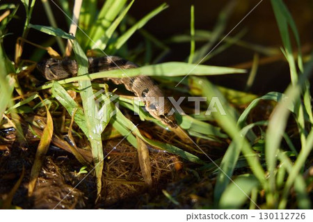 A CloseUp View of a Snake Found in the Tall Grass at the Edge of the Water Source 130112726