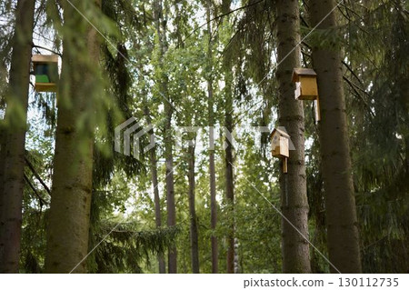 A Serene Forest Filled with Charming Birdhouses Nestled Amidst Majestic Tall Trees 130112735