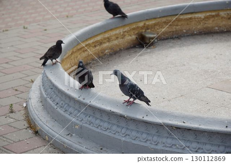 Pigeons Are Gathering Together Around a Fountain in An Urban Park Setting for Feeding Time Pigeons Are Gathering Together Around a Fountain in An Urban Park Setting for Feeding Time 130112869