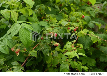 A Vibrant Raspberry Bush Loaded with Ripening Fruit, Perfect For Natural Gardens and Farms 130112878