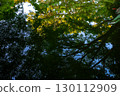 A large tree reflected in the water 130112909