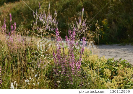 The Wildflower Meadow is in full bloom, showcasing its stunning beauty and vibrant colors The Wildflower Meadow is in full bloom, showcasing its stunning beauty and vibrant colors 130112999