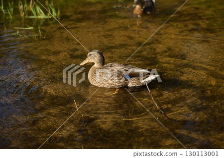 A Serene Duck Gracefully Swimming in the Clear and Lucid Waters of a Tranquil Pond A Serene Duck Gracefully Swimming in the Clear and Lucid Waters of a Tranquil Pond 130113001