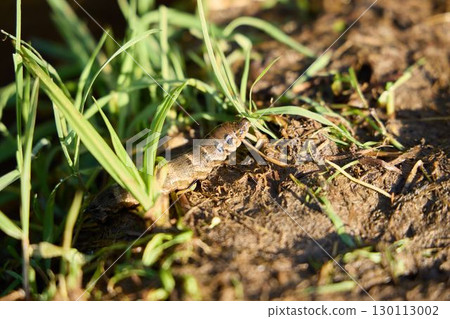 Lizard in Grass An Intimate CloseUp Photography Showcasing Nature and Its Beautiful Wonders Lizard in Grass An Intimate CloseUp Photography Showcasing Nature and Its Beautiful Wonders 130113002