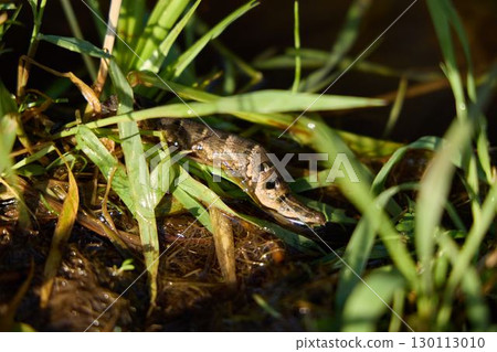 CloseUp View of a Lizard Hiding Among the Green Grass in its Natural Habitat Environment 130113010