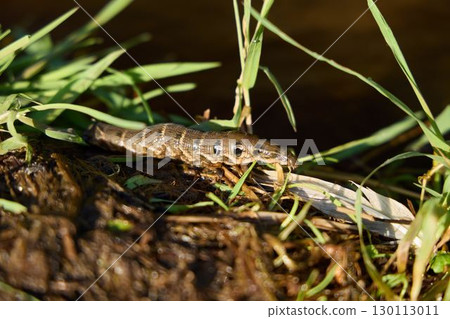 A detailed closeup image of an insect resting on a riverbank, amid lush grass and vibrant greenery A detailed closeup image of an insect resting on a riverbank, amid lush grass and vibrant greenery 130113011