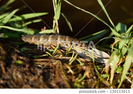 Colorful Freshwater Shrimp Found on a Riverbank That is Surrounded by Lush Green Grass 130113013