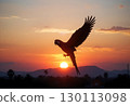 Macaw Flying Against a Sunset 130113098
