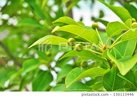 黃綠色的Soyogo水果（夏季，8月） 130113446